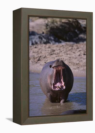 Yawning Hippopotamus-DLILLC-Framed Premier Image Canvas