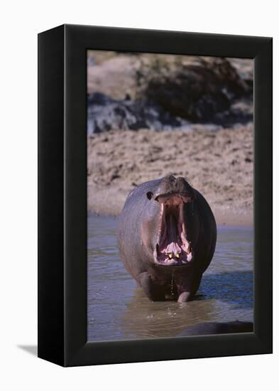 Yawning Hippopotamus-DLILLC-Framed Premier Image Canvas