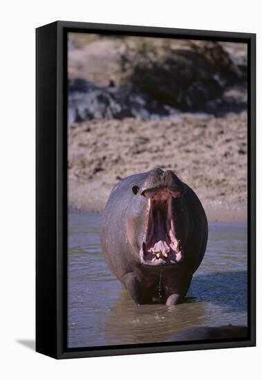 Yawning Hippopotamus-DLILLC-Framed Premier Image Canvas