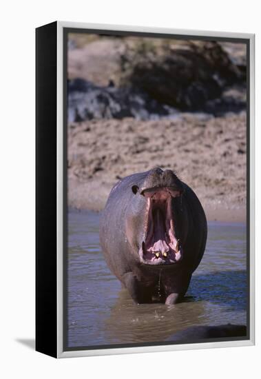 Yawning Hippopotamus-DLILLC-Framed Premier Image Canvas