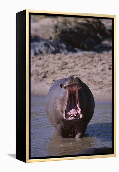 Yawning Hippopotamus-DLILLC-Framed Premier Image Canvas