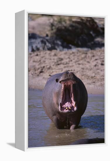 Yawning Hippopotamus-DLILLC-Framed Premier Image Canvas