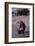 Yawning Hippopotamus-DLILLC-Framed Photographic Print