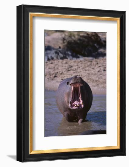 Yawning Hippopotamus-DLILLC-Framed Photographic Print