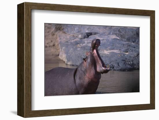 Yawning Hippopotamus-DLILLC-Framed Photographic Print