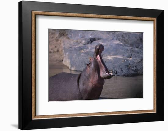 Yawning Hippopotamus-DLILLC-Framed Photographic Print