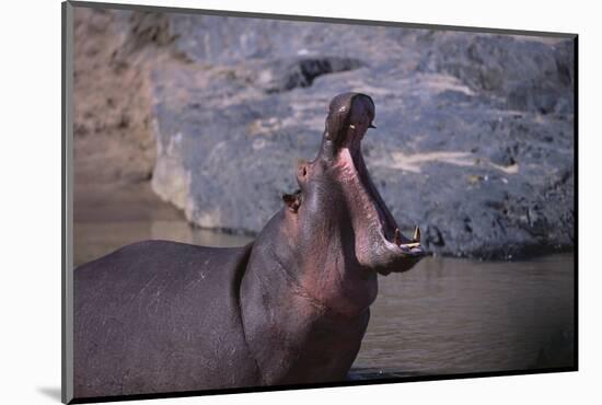 Yawning Hippopotamus-DLILLC-Mounted Photographic Print