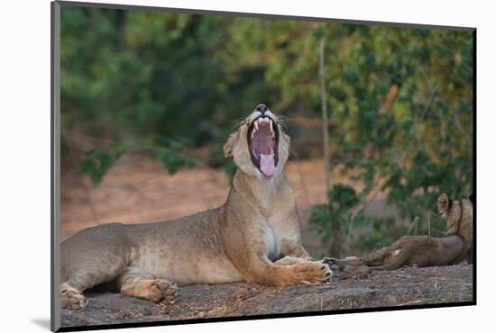 Yawning Lion - Zimbabwe-Scott Bennion-Mounted Photo