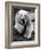 Yawning Polar Bear-null-Framed Photographic Print