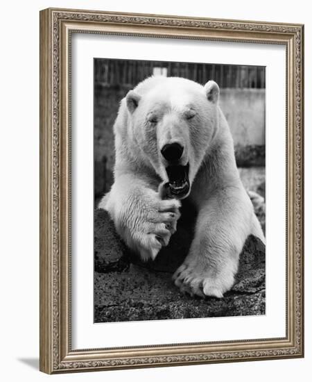 Yawning Polar Bear-null-Framed Photographic Print