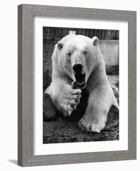 Yawning Polar Bear-null-Framed Photographic Print