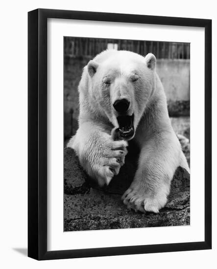 Yawning Polar Bear-null-Framed Photographic Print