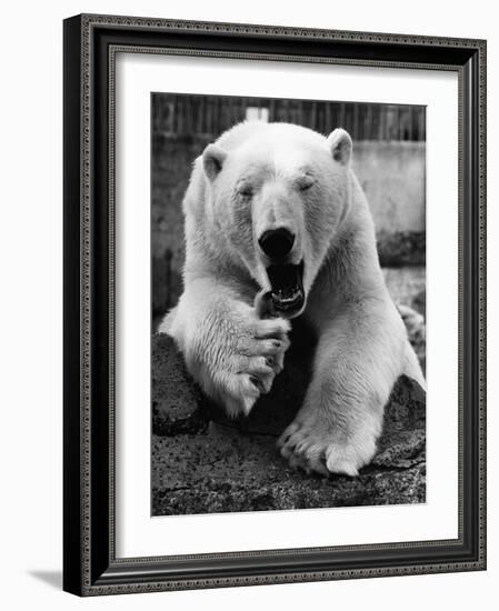 Yawning Polar Bear-null-Framed Photographic Print