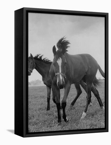 Yearlings Playing Together in the Paddock at Marcel Boussac's Stud Farm and Stables-Lisa Larsen-Framed Premier Image Canvas
