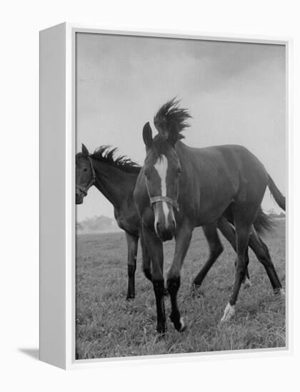 Yearlings Playing Together in the Paddock at Marcel Boussac's Stud Farm and Stables-Lisa Larsen-Framed Premier Image Canvas