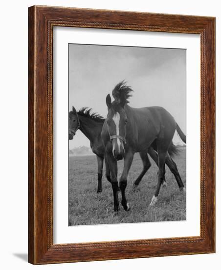 Yearlings Playing Together in the Paddock at Marcel Boussac's Stud Farm and Stables-Lisa Larsen-Framed Photographic Print