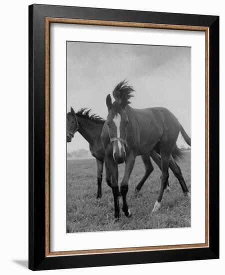 Yearlings Playing Together in the Paddock at Marcel Boussac's Stud Farm and Stables-Lisa Larsen-Framed Photographic Print