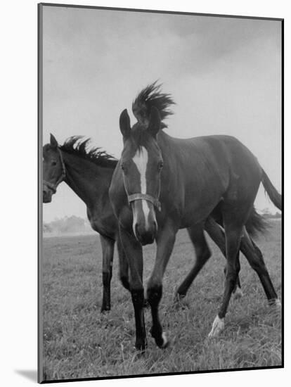 Yearlings Playing Together in the Paddock at Marcel Boussac's Stud Farm and Stables-Lisa Larsen-Mounted Photographic Print