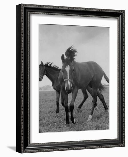 Yearlings Playing Together in the Paddock at Marcel Boussac's Stud Farm and Stables-Lisa Larsen-Framed Photographic Print