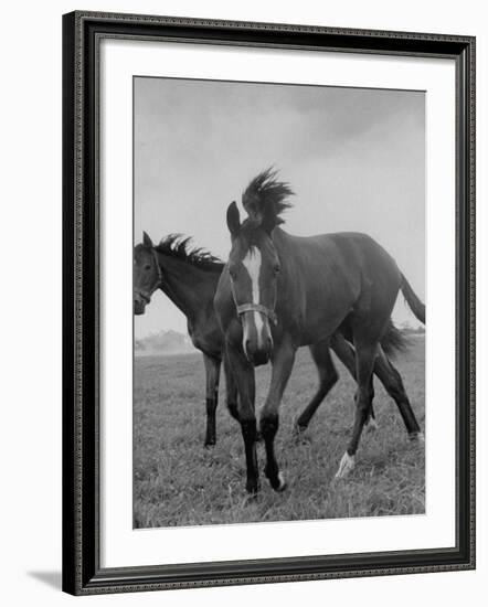 Yearlings Playing Together in the Paddock at Marcel Boussac's Stud Farm and Stables-Lisa Larsen-Framed Photographic Print