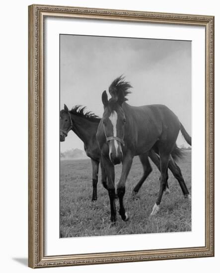 Yearlings Playing Together in the Paddock at Marcel Boussac's Stud Farm and Stables-Lisa Larsen-Framed Photographic Print