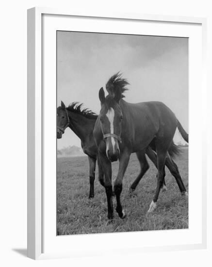 Yearlings Playing Together in the Paddock at Marcel Boussac's Stud Farm and Stables-Lisa Larsen-Framed Photographic Print