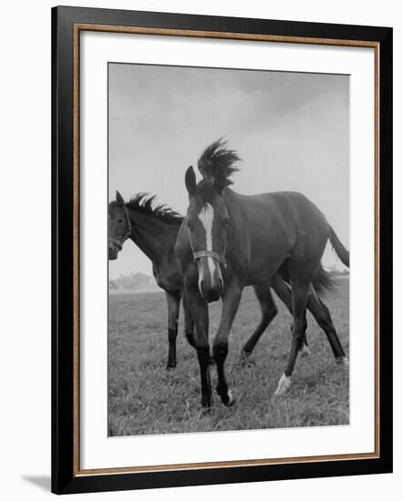 Yearlings Playing Together in the Paddock at Marcel Boussac's Stud Farm and Stables-Lisa Larsen-Framed Photographic Print