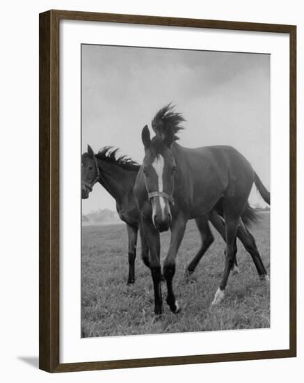 Yearlings Playing Together in the Paddock at Marcel Boussac's Stud Farm and Stables-Lisa Larsen-Framed Photographic Print