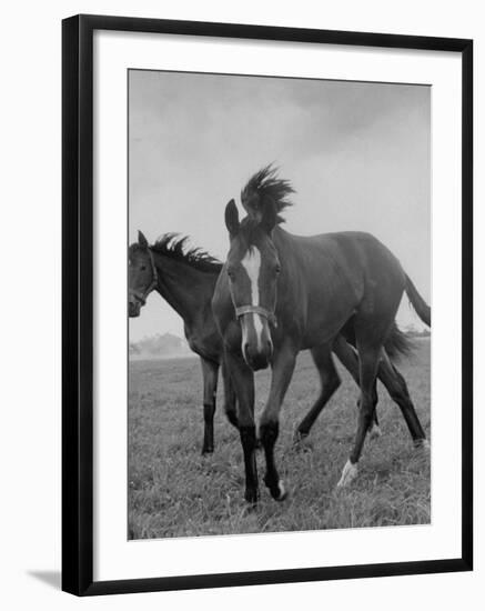 Yearlings Playing Together in the Paddock at Marcel Boussac's Stud Farm and Stables-Lisa Larsen-Framed Photographic Print
