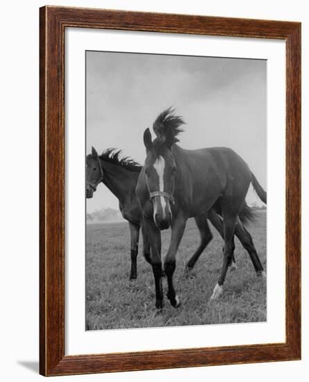 Yearlings Playing Together in the Paddock at Marcel Boussac's Stud Farm and Stables-Lisa Larsen-Framed Photographic Print