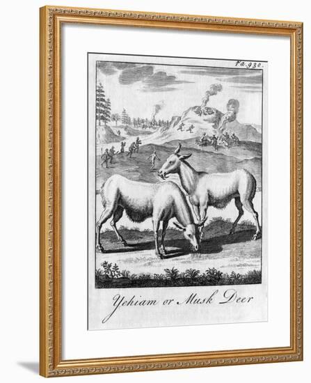 Yehiam or Musk Deer, C18th Century-null-Framed Giclee Print