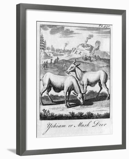 Yehiam or Musk Deer, C18th Century-null-Framed Giclee Print