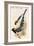 Yelllow Billed Magpie-John Gould-Framed Art Print