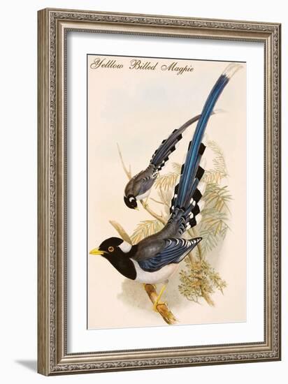 Yelllow Billed Magpie-John Gould-Framed Art Print