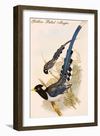 Yelllow Billed Magpie-John Gould-Framed Art Print