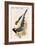 Yelllow Billed Magpie-John Gould-Framed Art Print