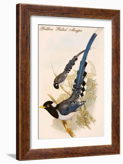 Yelllow Billed Magpie-John Gould-Framed Art Print