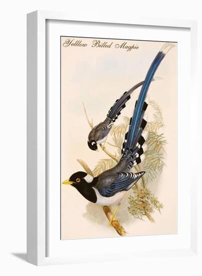 Yelllow Billed Magpie-John Gould-Framed Art Print