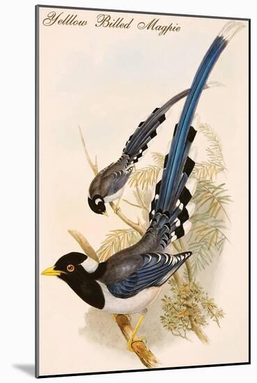 Yelllow Billed Magpie-John Gould-Mounted Art Print