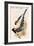 Yelllow Billed Magpie-John Gould-Framed Art Print