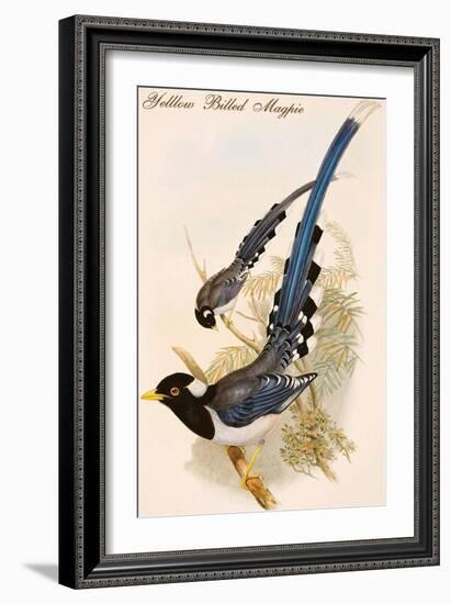 Yelllow Billed Magpie-John Gould-Framed Art Print