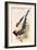Yelllow Billed Magpie-John Gould-Framed Art Print