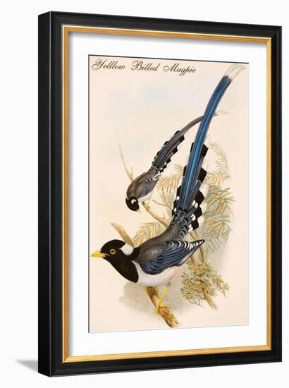 Yelllow Billed Magpie-John Gould-Framed Art Print