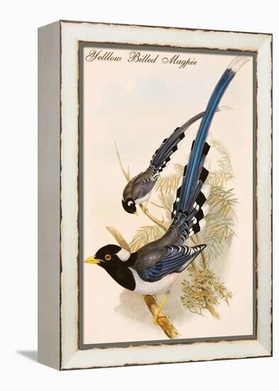 Yelllow Billed Magpie-John Gould-Framed Stretched Canvas