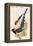 Yelllow Billed Magpie-John Gould-Framed Stretched Canvas