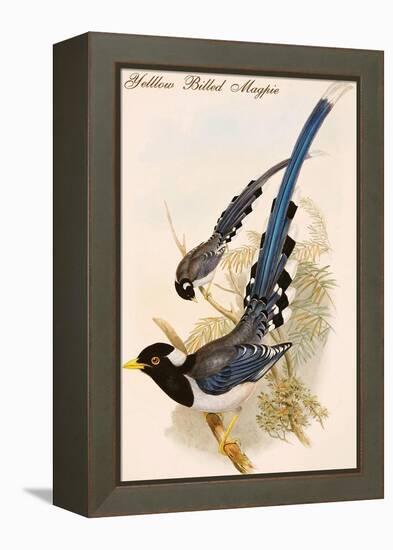 Yelllow Billed Magpie-John Gould-Framed Stretched Canvas