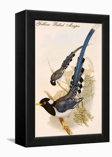 Yelllow Billed Magpie-John Gould-Framed Stretched Canvas