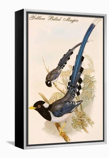 Yelllow Billed Magpie-John Gould-Framed Stretched Canvas