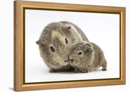 Yellow-Agouti Adult and Baby Guinea Pigs-Mark Taylor-Framed Premier Image Canvas