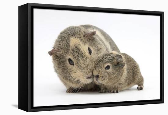 Yellow-Agouti Adult and Baby Guinea Pigs-Mark Taylor-Framed Premier Image Canvas